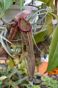 I believe this was Nepenthes boschiana.