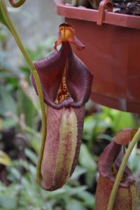 Nepenthes robcantleyi.