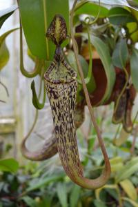'Nepenthes spec. Murud'. Christian observed that this should be N. vogelii, but clearly it is not - it's more like N. fusca or N. platychila.