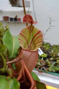 My favourite! A newly-opened pitcher on Nepenthes veitchii 'Candy stripe'.