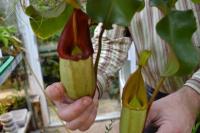 Nepenthes veitchii green form, with yellow peristome darkening to red.