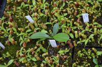 N. spathulata x lowii seedlings. Chris explained that he'd been experimenting with different means of inducing 'leaf jumps', including early repotting and extra osmocote fertiliser.