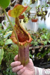 Entering the highland house, we were greeted by this enormous Nepenthes trusmadiensis x truncata 'EP'.