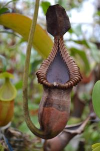 A skeleton of Nepenthes macrophylla.