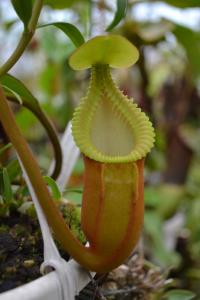 Young Nepenthes macrophylla pitcher.