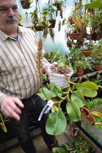 Chris explained that on larger flower spikes, he will segment the flowers to make multiple crosses.