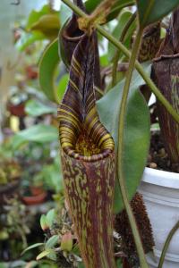 I love this species - a big elongated neck, lovely yellow-brown striped peristome, and covered in veitchii-like hair!