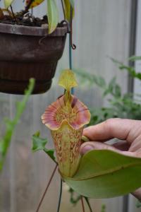 An upper pitcher on Nepenthes platychila.