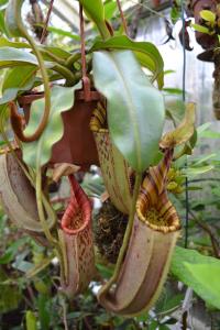 Nepenthes hurrelliana × veitchii.