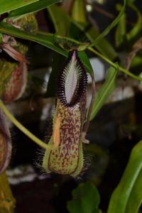 N. hamata seems a prolific producer of pitchers - there were loads at the base of this plant.