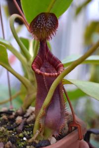 Nepenthes lowii 'Mt. Trusmadi', with the characteristic sugary excretion visible on the underside of the lid.