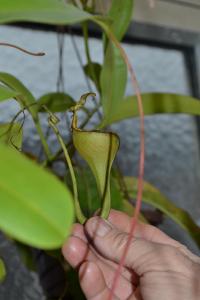 The famous wine-glass shaped upper pitchers of Nepenthes eymae.