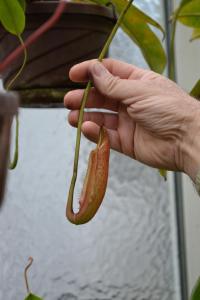 A developing pitcher on the same plant.