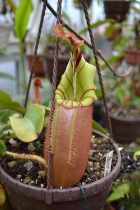 Another Nepenthes veitchii, candy striped form.