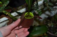 A tiny Nepenthes ampullaria - looks like the 'lime twist' clone.