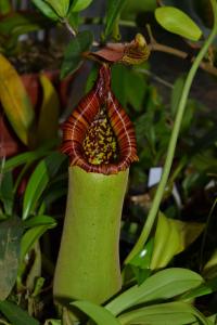 Nepenthes truncata.