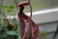 Another N. rafflesiana lower pitcher.