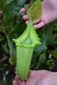 Another N. veitchii form, with bright green pitchers.
