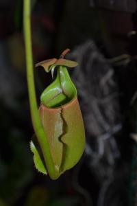 Finally, the distinctive fanged pitchers of Nepenthes bicalcarata.