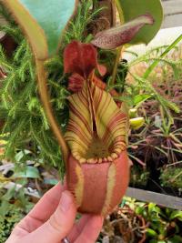 This is my favourite form of one of my favourite species: Nepenthes veitchii 'Candy'.