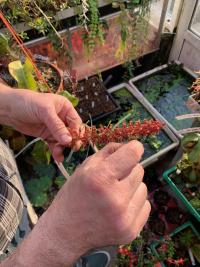 Christian demonstrated how he pollinates the female plant.