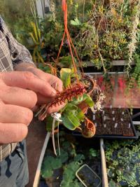 Christian has some truly fantastic crosses involving N. veitchii 'Candy' in the pipeline - look out for these in due course!