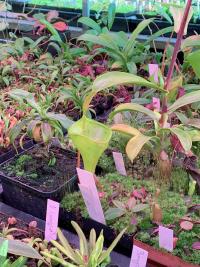 Under the benches I spotted this Nepenthes inermis. Like Christian, I've found this to be one of my fastest growing species.