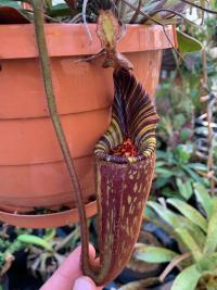 Christian's famous Nepenthes hurrelliana (or Nepenthes mollis, rather, as of just several days ago!). Difficult to capture how stunning this plant is.