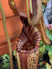 Nepenthes mollis peristome detail.