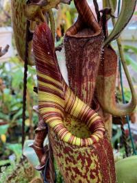A pitcher on a different Nepenthes mollis specimen, this one with a fantastic elongated neck.