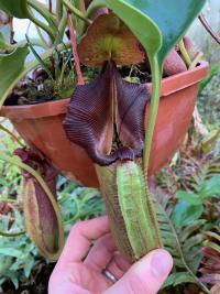 The unmistakable Nepenthes robcantleyi.