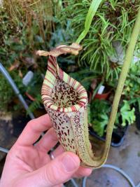 The beautiful Nepenthes burbidgeae.