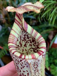 I love the cream and red peristome striping on this species; such a nice plant.