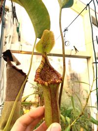 Nepenthes trusmadiensis x truncata from Exotica.