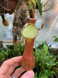 Nepenthes reinwardtiana. I really like Neps with this kind of pale green interior, like some forms of N. lingulata, N. ramispina, N. mikei, etc.