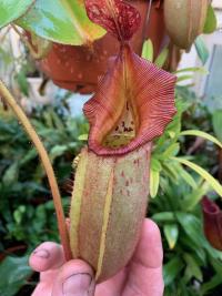 Another Nepenthes veitchii.