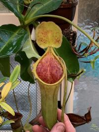 Nepenthes campanulata x lowii.