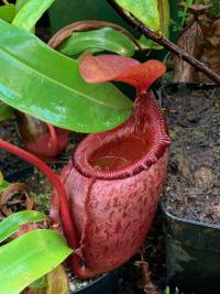 N. rajah x mira again - lovely pitcher shape.