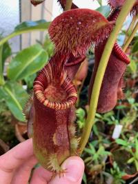 A spectacular pitcher on Nepenthes lowii x ephippiata.