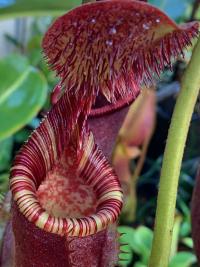 Nepenthes lowii x ephippiata again. Christian told me this plant is noticeably faster than either parent.