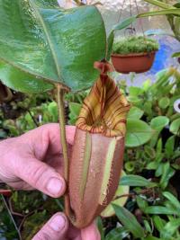 Nepenthes veitchii x hurrelliana. I love this hybrid, and ended up buying a young plant from Christian before I left.