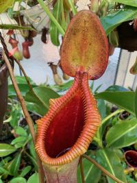 A toothy Nepenthes x trusmadiensis with great colour.