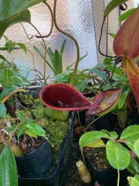 An upper pitcher of Nepenthes lowii.