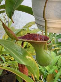 Another N. lowii upper. I really like this species, its pitchers are so tough they almost feel like wood.