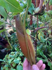 A developing Nepenthes naga pitcher.