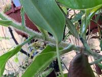 The distinctive hairy stem of Nepenthes glandulifera.