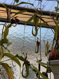 Nepenthes eymae, which had recently bloomed.