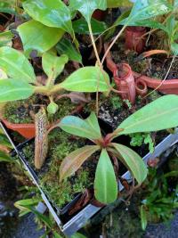 This is the plant Christian calls Nepenthes spec. Murud, and which has been the subject of much debate lately.