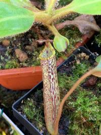 A close-up of the pitcher on Nepenthes spec. Murud. I can certainly see the N. vogelii in it, but I'm no taxonomist.