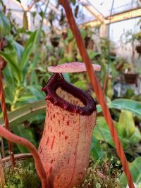 Nepenthes sibuyanensis.